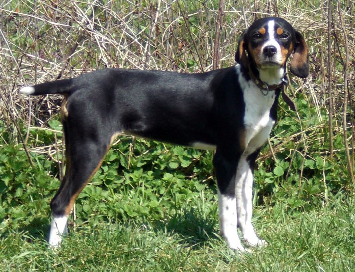 Av Köpekleri (Kurzhaar) KANGALLAR ALEMİ
