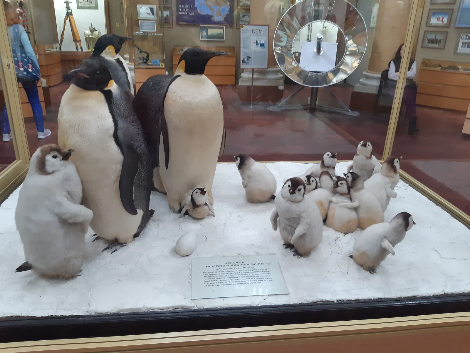 Петербург музей арктики и антарктики