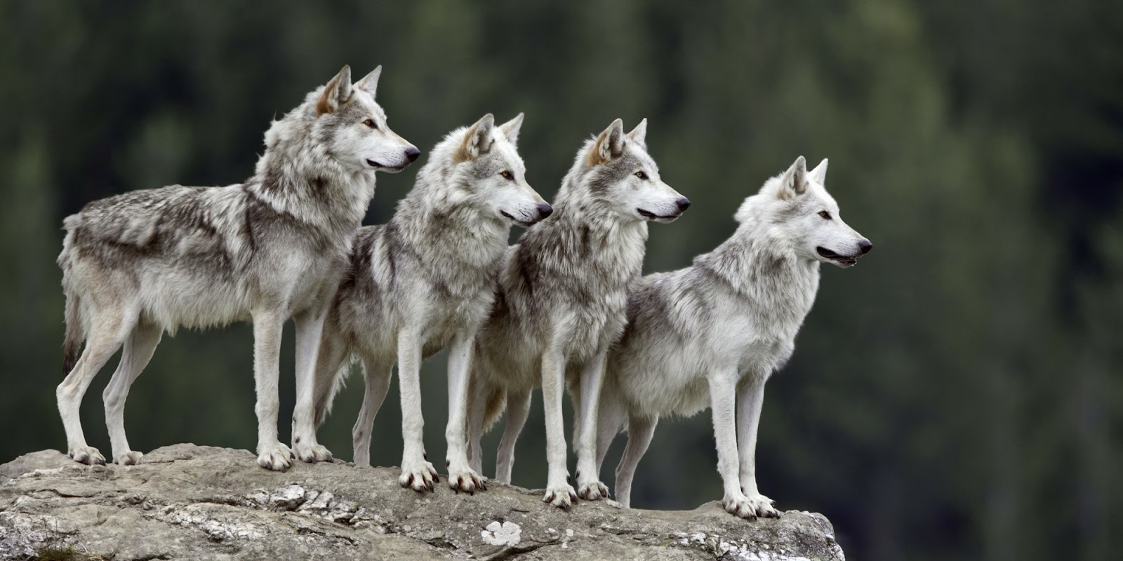 SRIGALA MALAM #030: Ciri ciri serigala