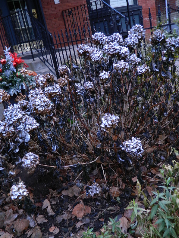 Limelight Hydrangeas In Bloom