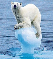 Polar bear annoyed by fibre sceptics