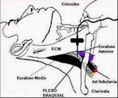 Sindrome De Salida Toracica Epub
