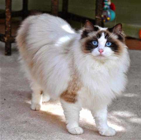 gato-ragdoll-raza-caracteristicas