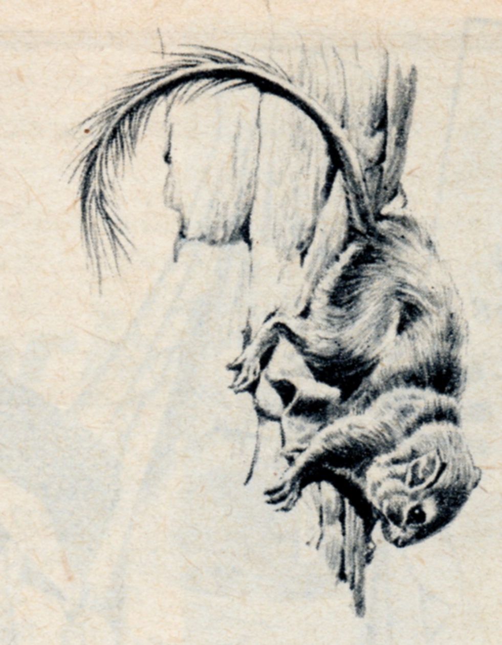 Raymond Sheppard, Lilliput stories and Gerald Durrell