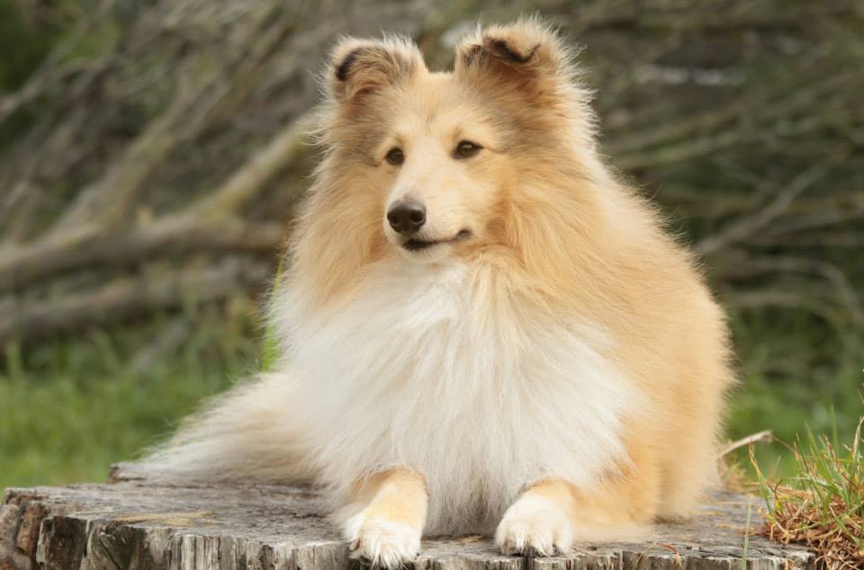 iona shelties