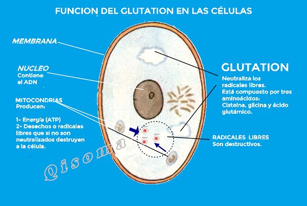 Funcion del Glutation en la célula glutation3