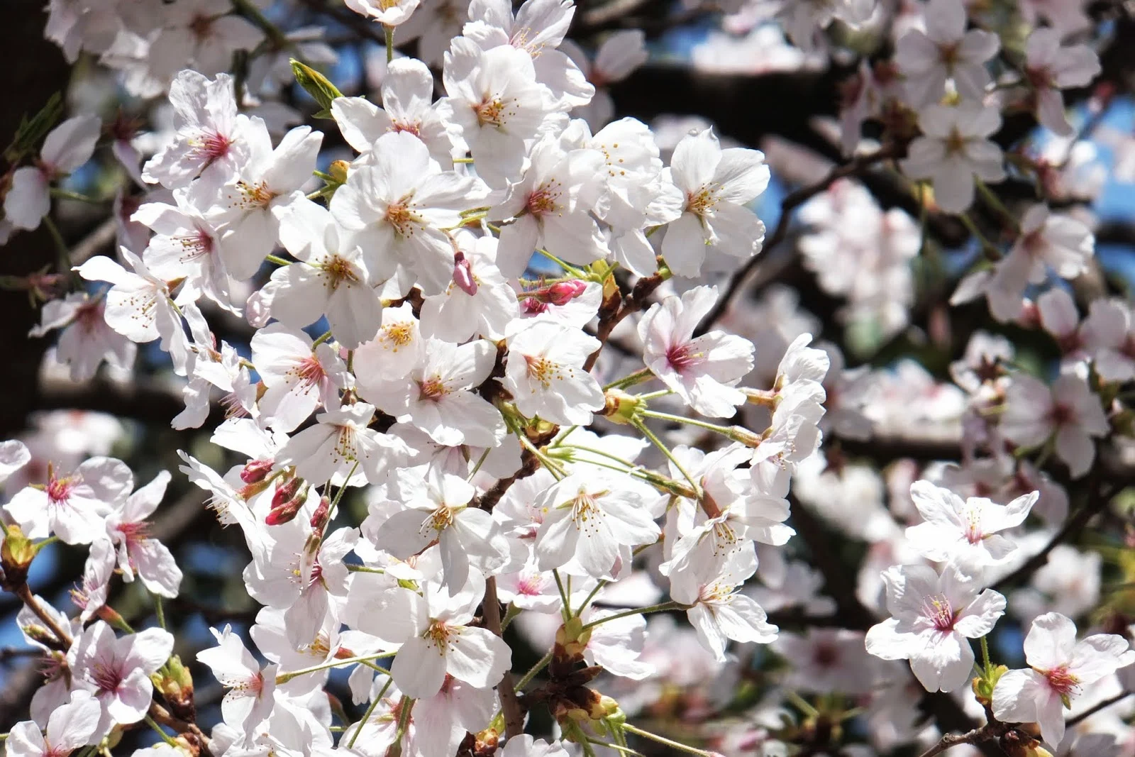 Japanese-sakura 日本の桜