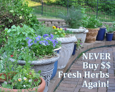 Never Buy Fresh Herbs Again, a DIY challenge ♥ AVeggieVenture.com, how to grow fresh herbs in pots to save money and inspire summer meals.