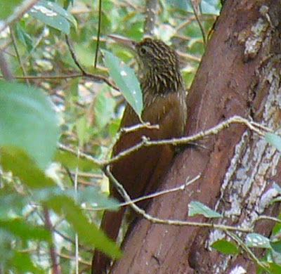 birdwatching