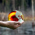 Time Is Running Out: 15,000 Scientists Pen 2nd Warning on Human Annihilation of the Earth