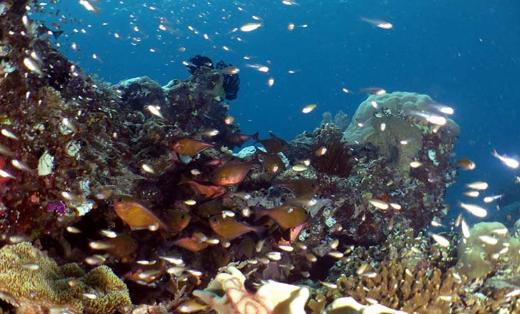 Pulau Sambiki