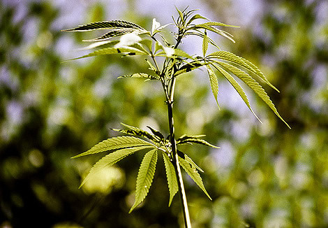 Marijuana plant