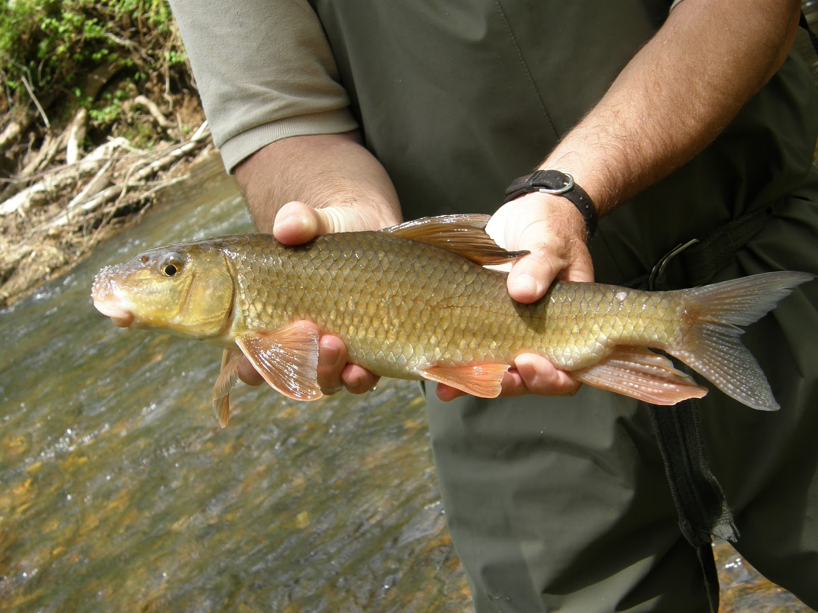 Virginia Tech Ichthyology Class Respect the Redhorse, by Don Orth