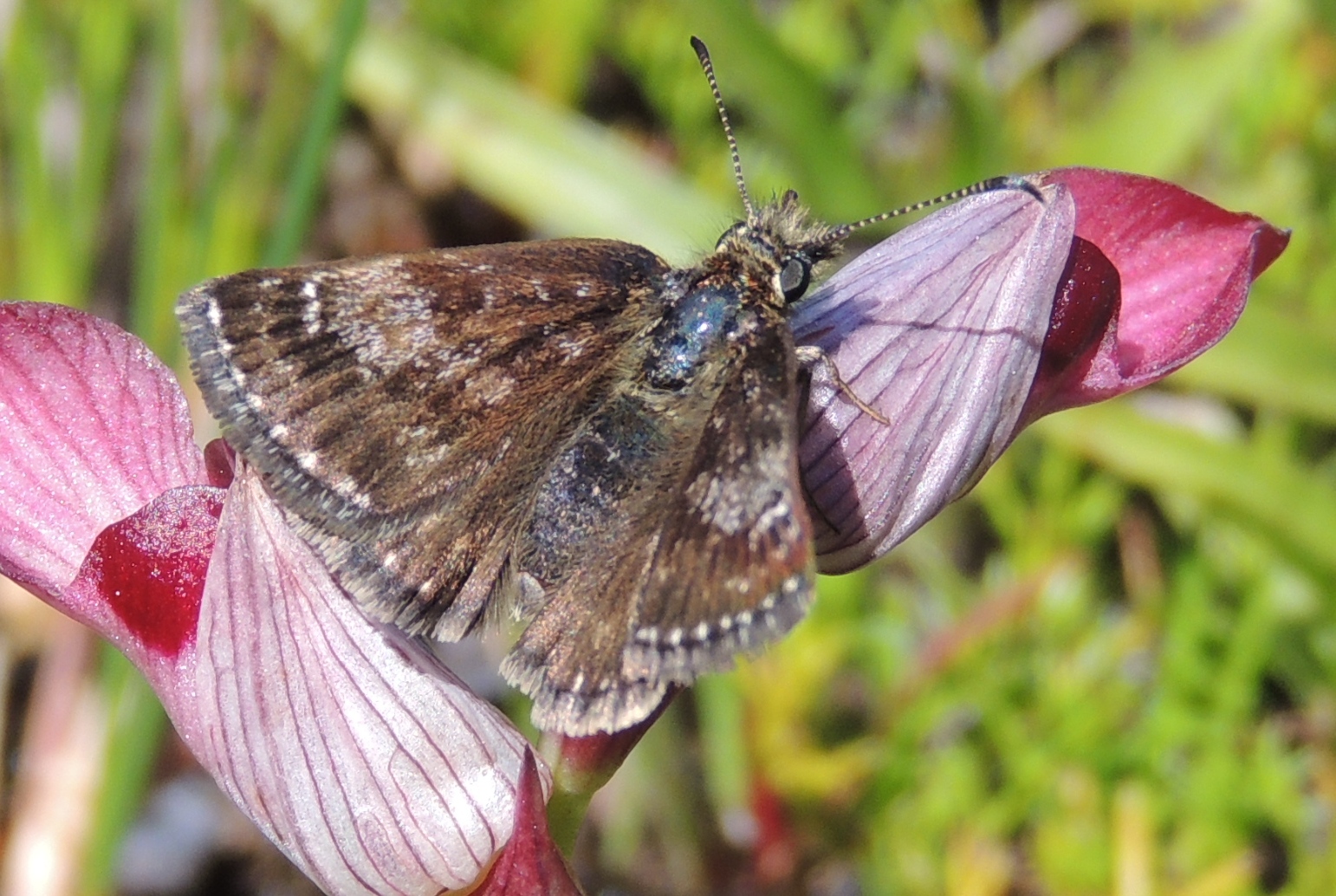 Mariposas y orugas (Volvoretas e eirugas): La familia Hesperiidae