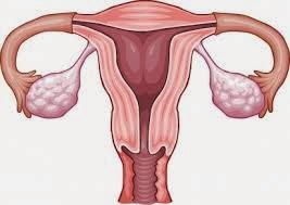 vaginal hemmoroid pics Toiletstool gotta pee