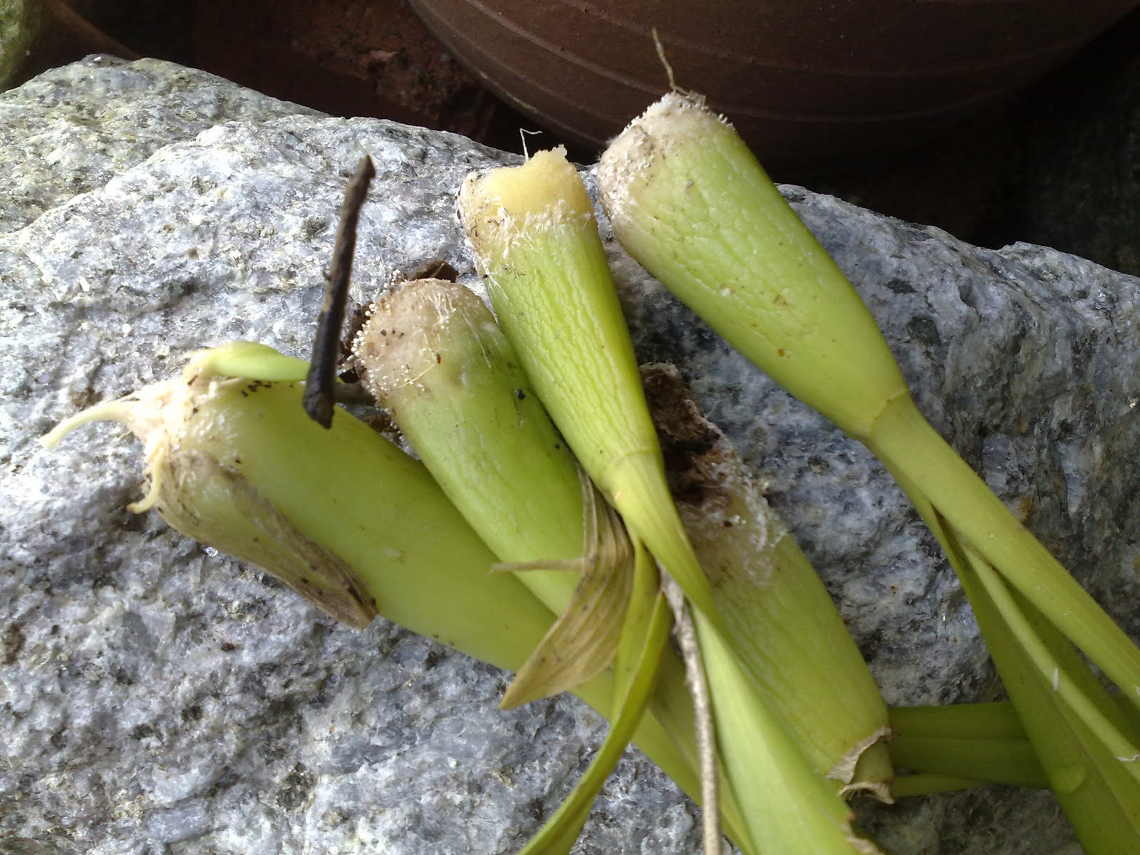Mat Anggerik Fish Egg Disease Fungal Root Rot