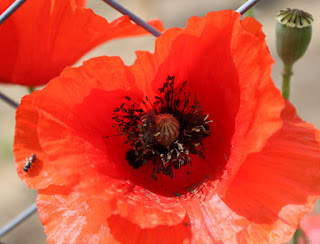 Poppies and bees Poppies and bees
