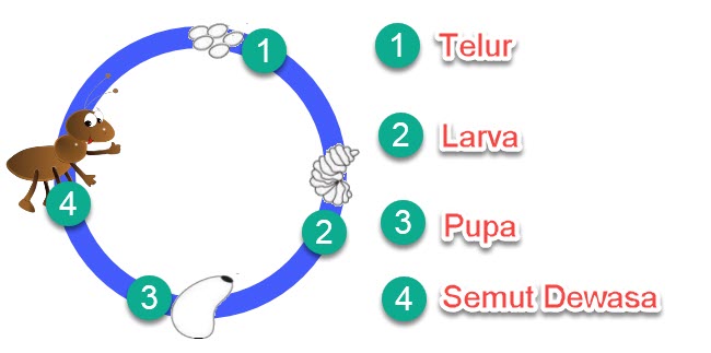 Contoh Daur Hidup Beberapa Hewan  Mikirbae