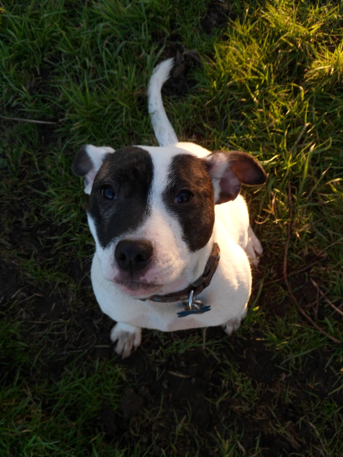 Guildford & District Staffordshire Bull Terrier Rescue 18th February