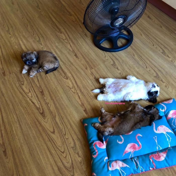 30 Hilariously Adorably Pictures Of Puppy Sleeping As If She Was 'Turned Off' 30 Hilariously Adorably Pictures Of Puppy Sleeping As If She Was 'Turned Off'