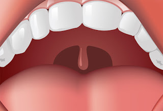 What Does That Palatine Uvula in the Back of Your Throat Do?
