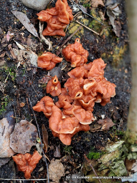 piestrzenica-wzniesiona gyromitria fastigiata, grzyby chronione, atlas grzybow, grzyby gatunkami, gatunek, jaki to grzyb, las bemowski, wiosna, mykologia, grzybobranie