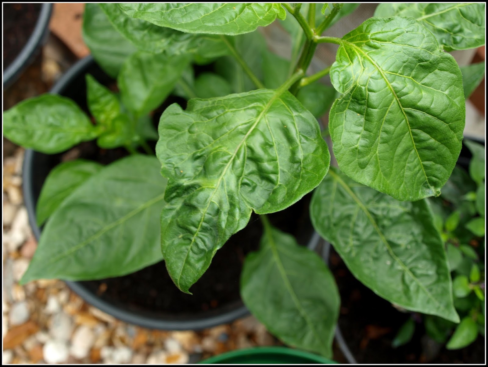 Mark's Veg Plot: Chilli update