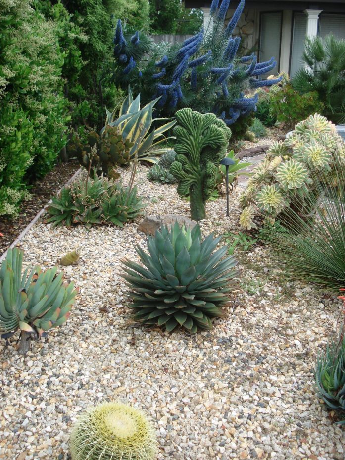 CLL Halifax 2015: Succulent front yard in San Jose