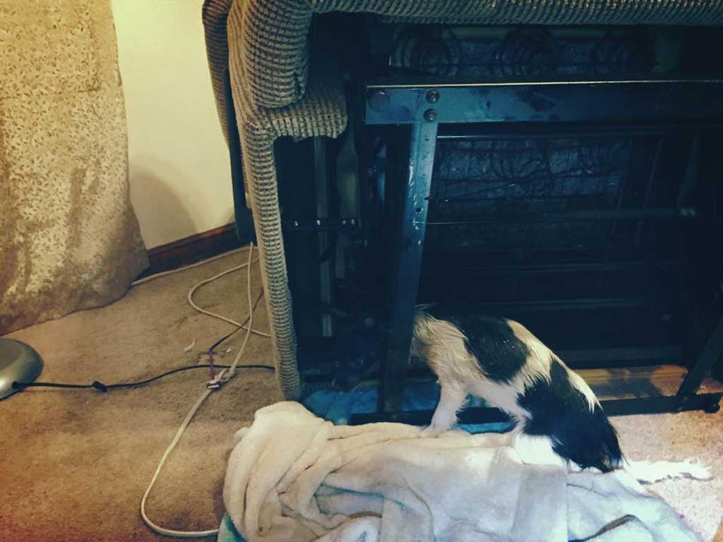 Nothing To Do With Arbroath Firefighters rescued dog with head stuck