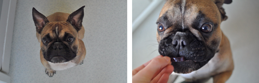 Fruchtgummis Gummibärchen für Hunde selbst machen Anleitung Fruchtgummis Gummibärchen für Hunde selbst machen Anleitung