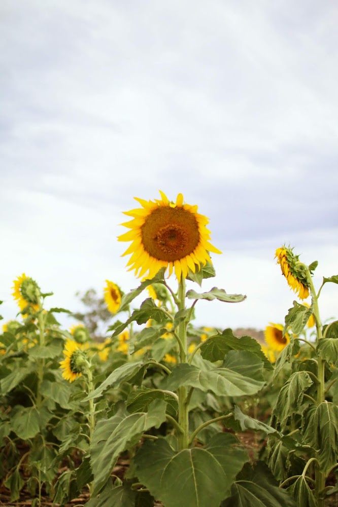 Lucy and The Runaways A Roadtrip to the Sunflower Fields