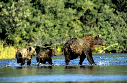 PENGERTIAN DEFINISI ISTILAH ARTI KATA FUNGSI HUTAN SESUAI