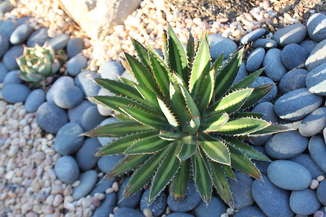 Agave funkiana 'Fatal Attraction' Agave funkiana 'Fatal Attraction'