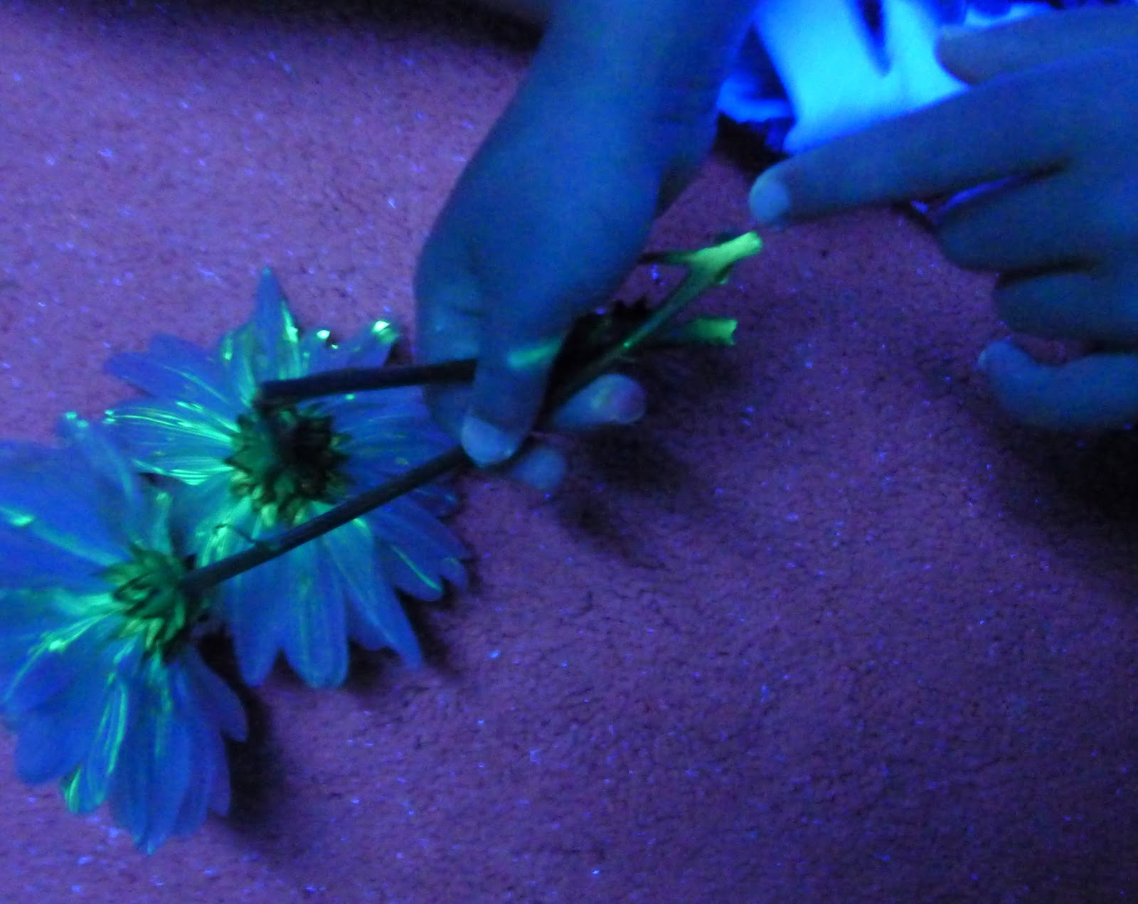 Flower Science Experiment for Kids DIY Glowing Flowers