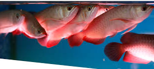 5 Tips Cara Memilih Ikan Arwana Super Red Anakan Yang Bagus Dan Berkualitas