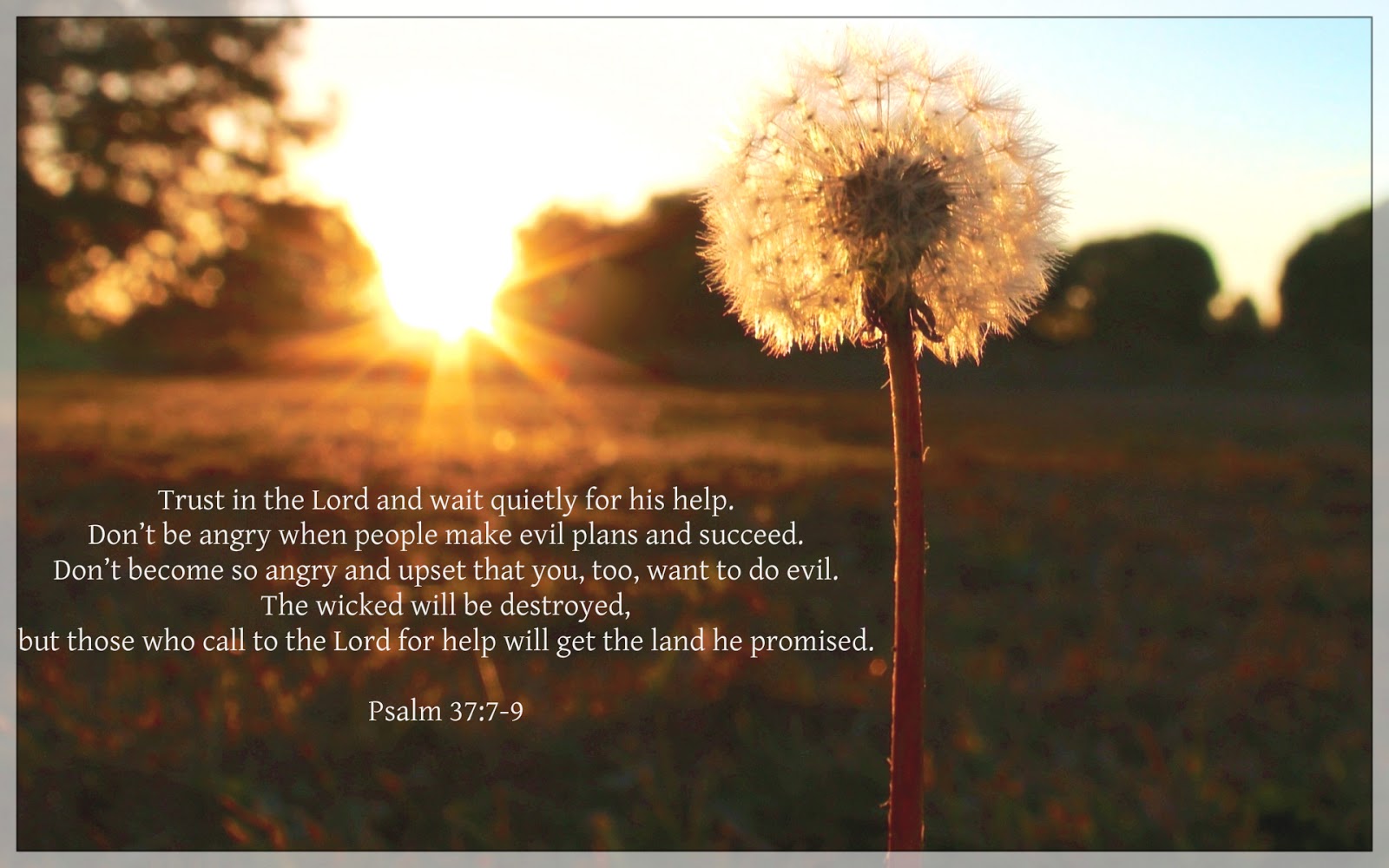 psalm-37-7-9-planting-flowers-indoor-plants-plants