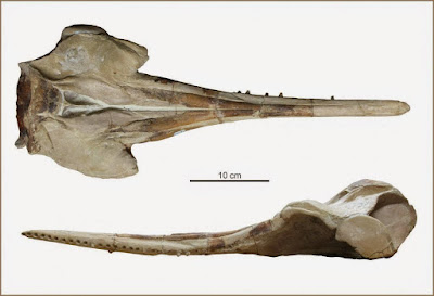 Huaridelphis skull