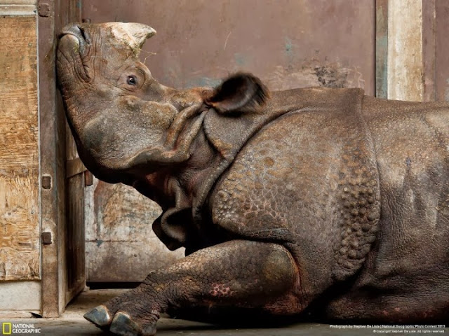 وحيد القرن الهندي يبدو حزينا بعد نقله إلى حديقة حيوان في ترونتو تصوير |ستيفن دي ليسلي