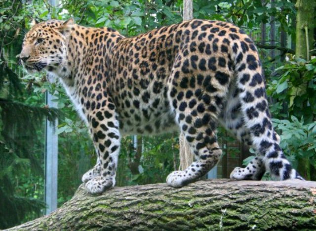 Animals Plants Rainforest: Amur Leopard Facts, Habitat, Conservation