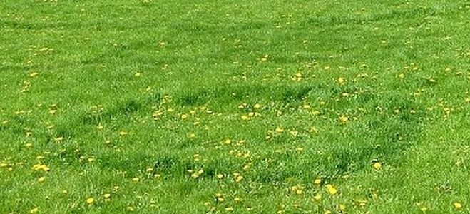 Garden And Yard How To Get Rid Of Fairy Rings In Your Lawn Garden And Yard How To Get Rid Of Fairy Rings In Your Lawn