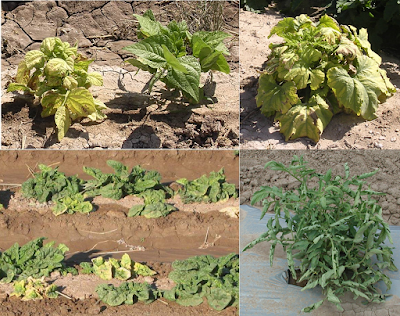 A composite photo of different plants infected with a virus - top left is beans, top right is pumpkin, bottom leaf is spinach, and bottom right is tomato A composite photo of different plants infected with a virus - top left is beans, top right is pumpkin, bottom leaf is spinach, and bottom right is tomato
