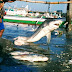 Menelusuri Penangkapan Ikan Hiu di Lombok