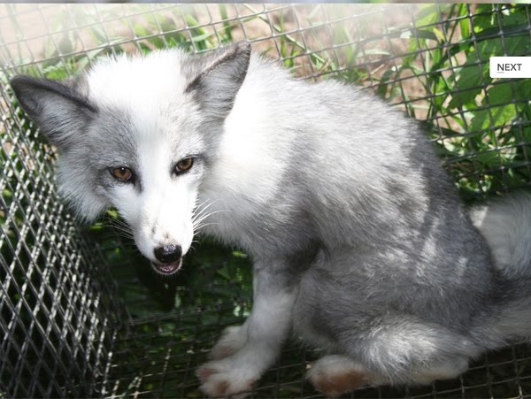 animals world: Domesticated Silver Fox