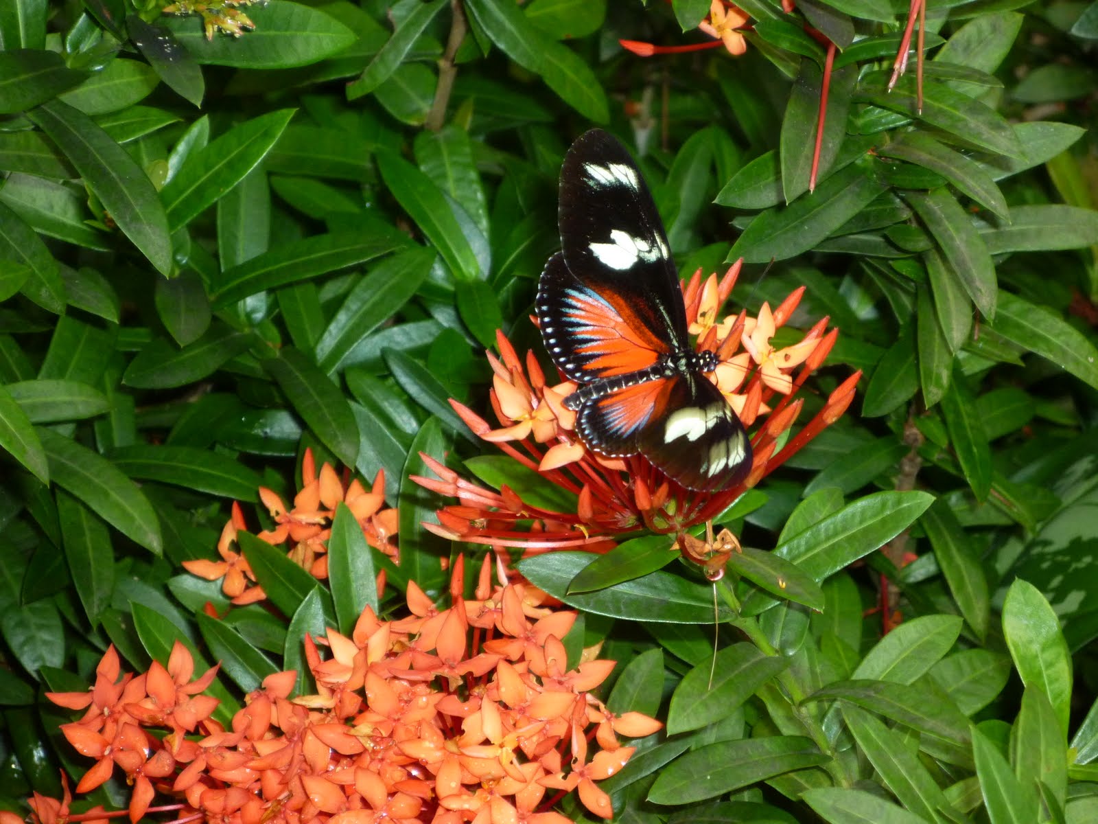 Hotel Catalina Playa Jaco Costa Rica Butterfly in the Garden Today