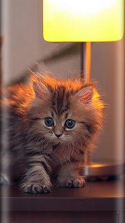 92 Gambar Gambar Kucing Untuk Wallpaper Hp Terbaik 92 Gambar Gambar Kucing Untuk Wallpaper Hp Terbaik