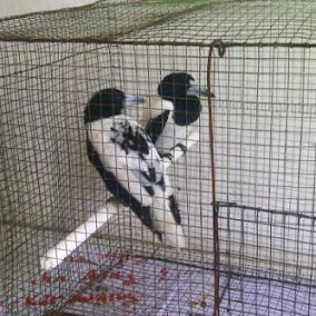 Perbedaan Jagal Papua Jantan Dan Betina Panduan Burung