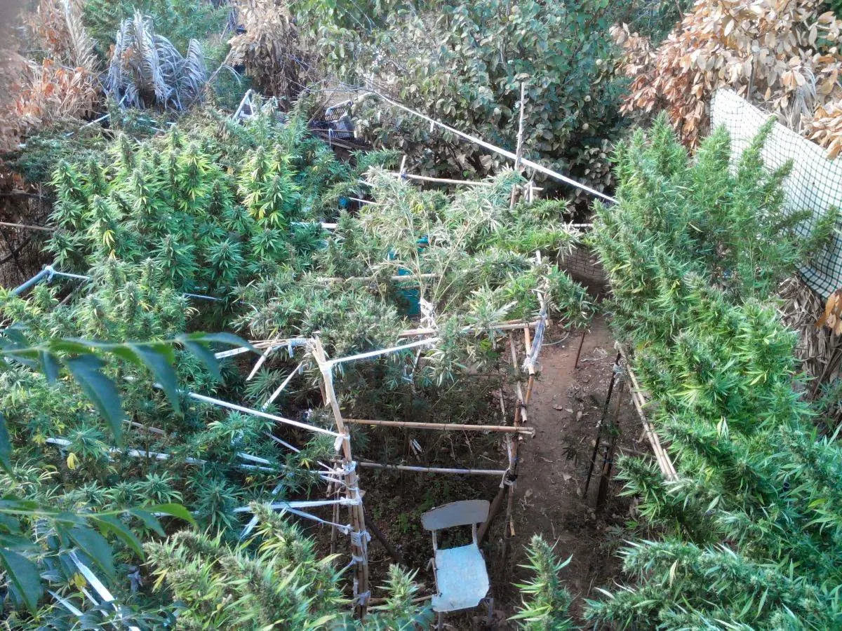 Χαλκίδα: Καλλιεργούσε 50 δενδρύλλια κάνναβης δίπλα στο σπίτι του! ΦΩΤΟΓΡΑΦΙΕΣ