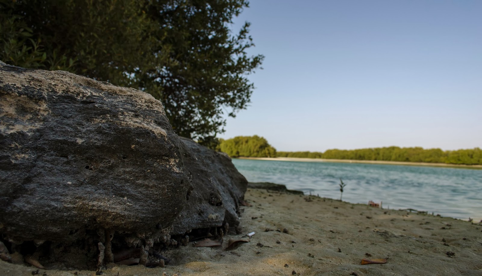 Abu Dhabi Mangroves stones