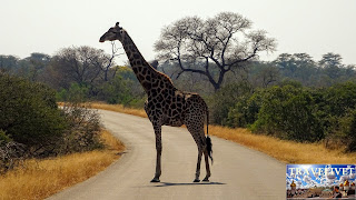 Afrique du sud Parc Kruger Une girafe qui traverse la route Afrique du sud Parc Kruger Une girafe qui traverse la route