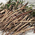 Dandelion Root’s Effectiveness Against Cancer Might Be Better Than Chemo
